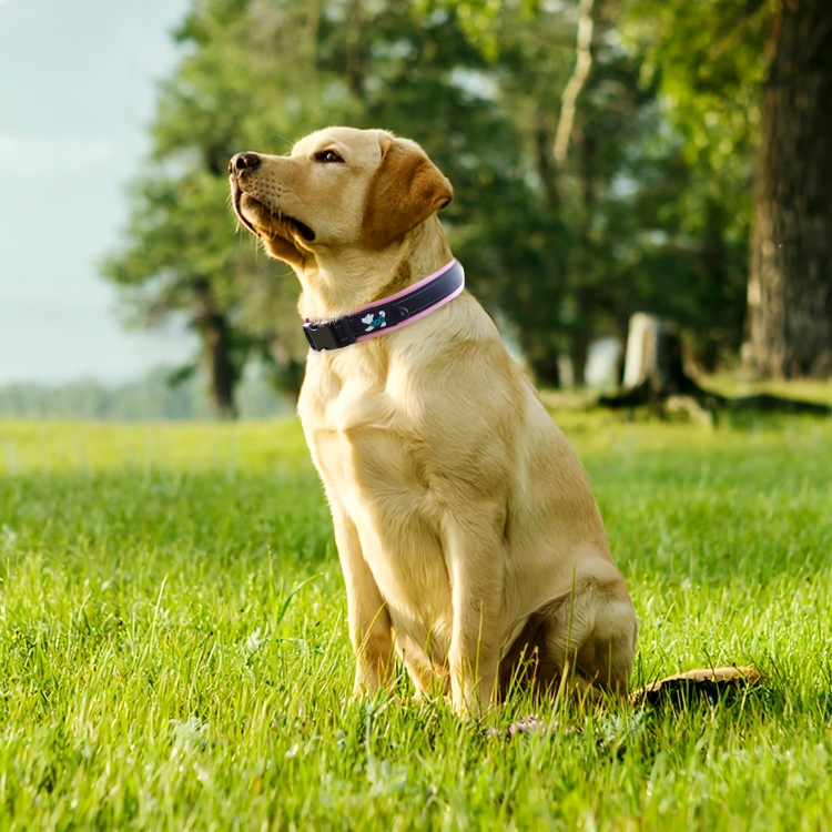 A Comprehensive Guide to Choosing a Dog Collar