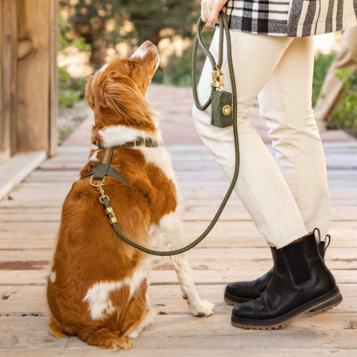 Unleash Comfort and Control: Top 10 Dog Harnesses for Your Canine Companion