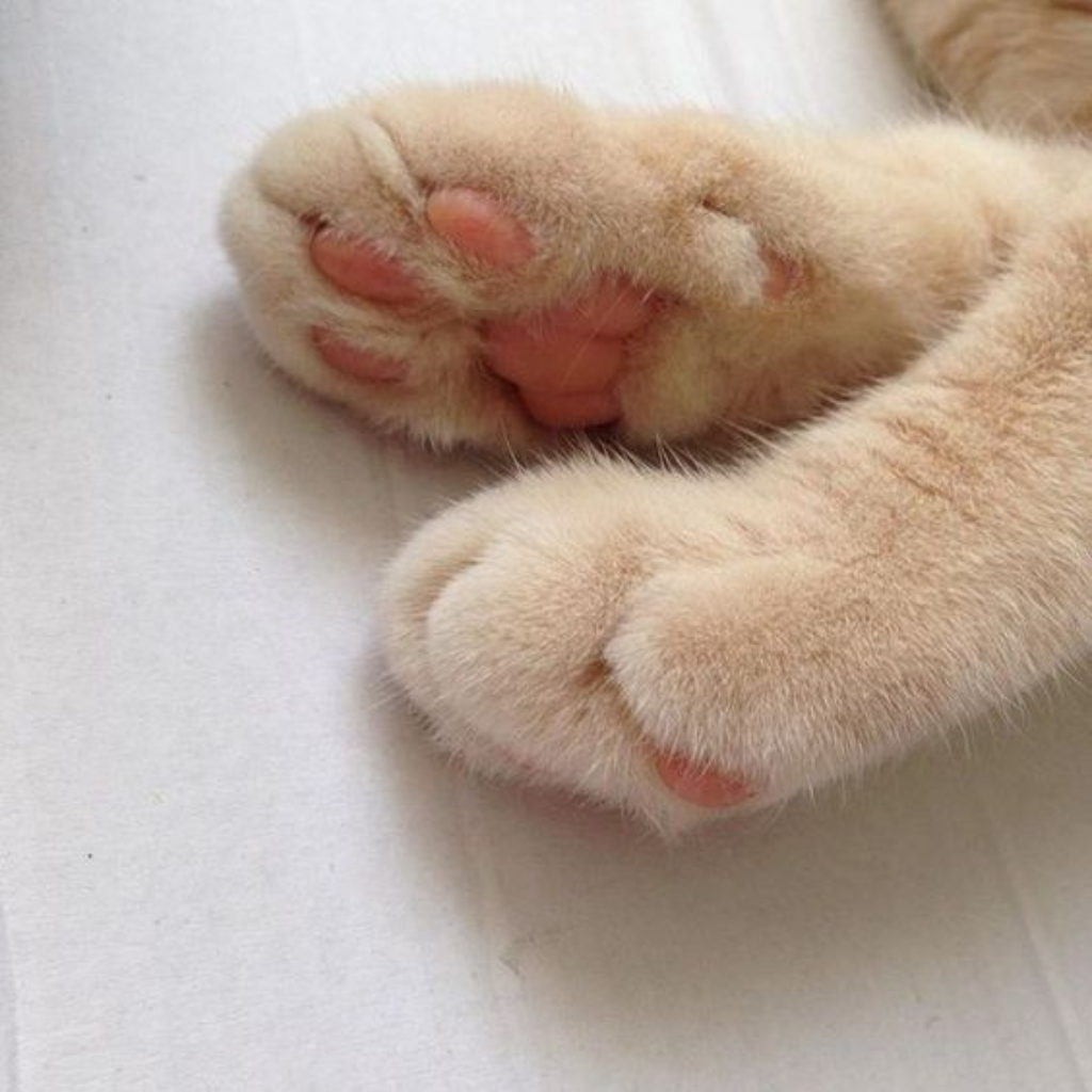 How to Clean Your Cat's Paws