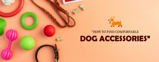 How to Find Comfortable Dog Accessories