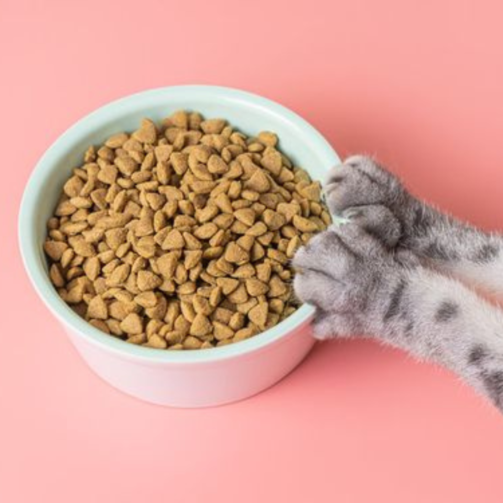 The Perfect Pet Bowl for Your Pet: A Guide for Pet Parents