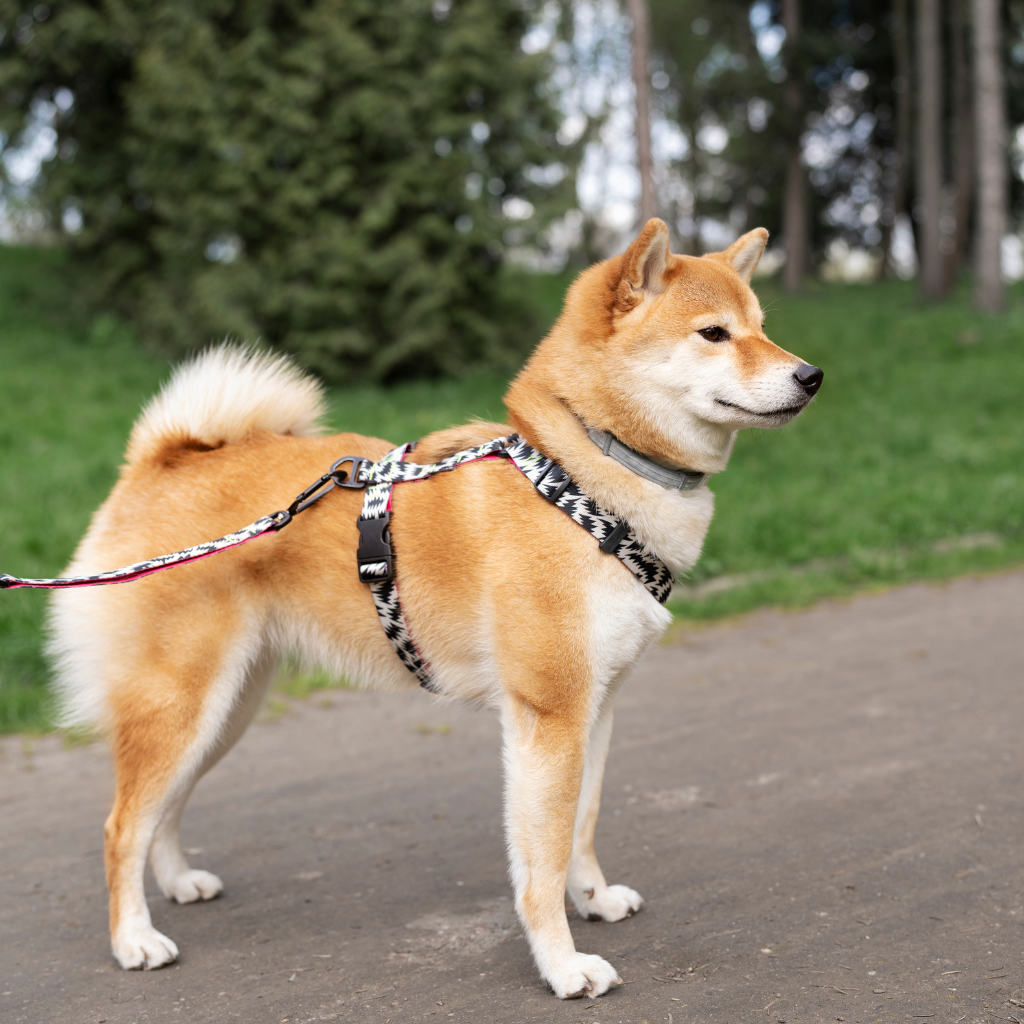 Harness or Collar for Your Pet?